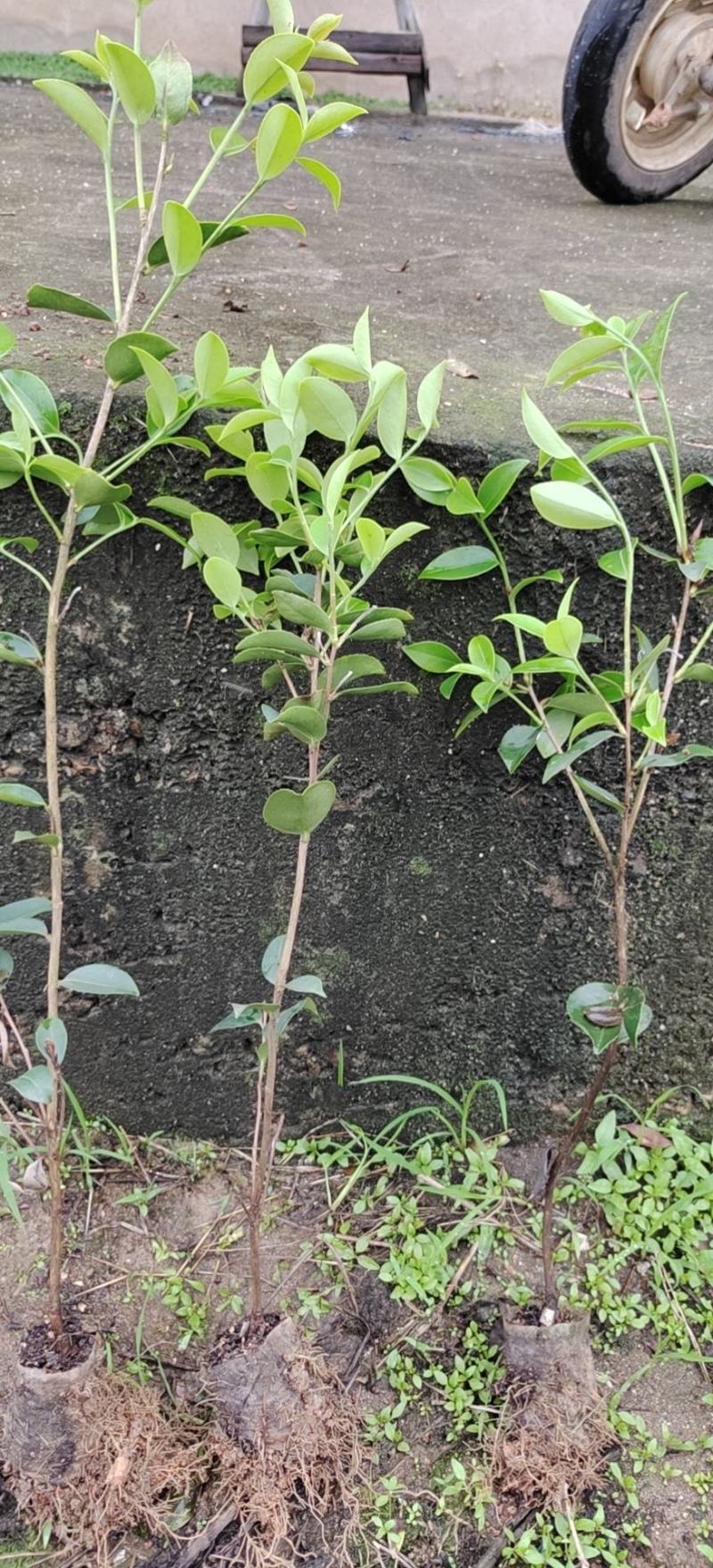 高产油茶苗