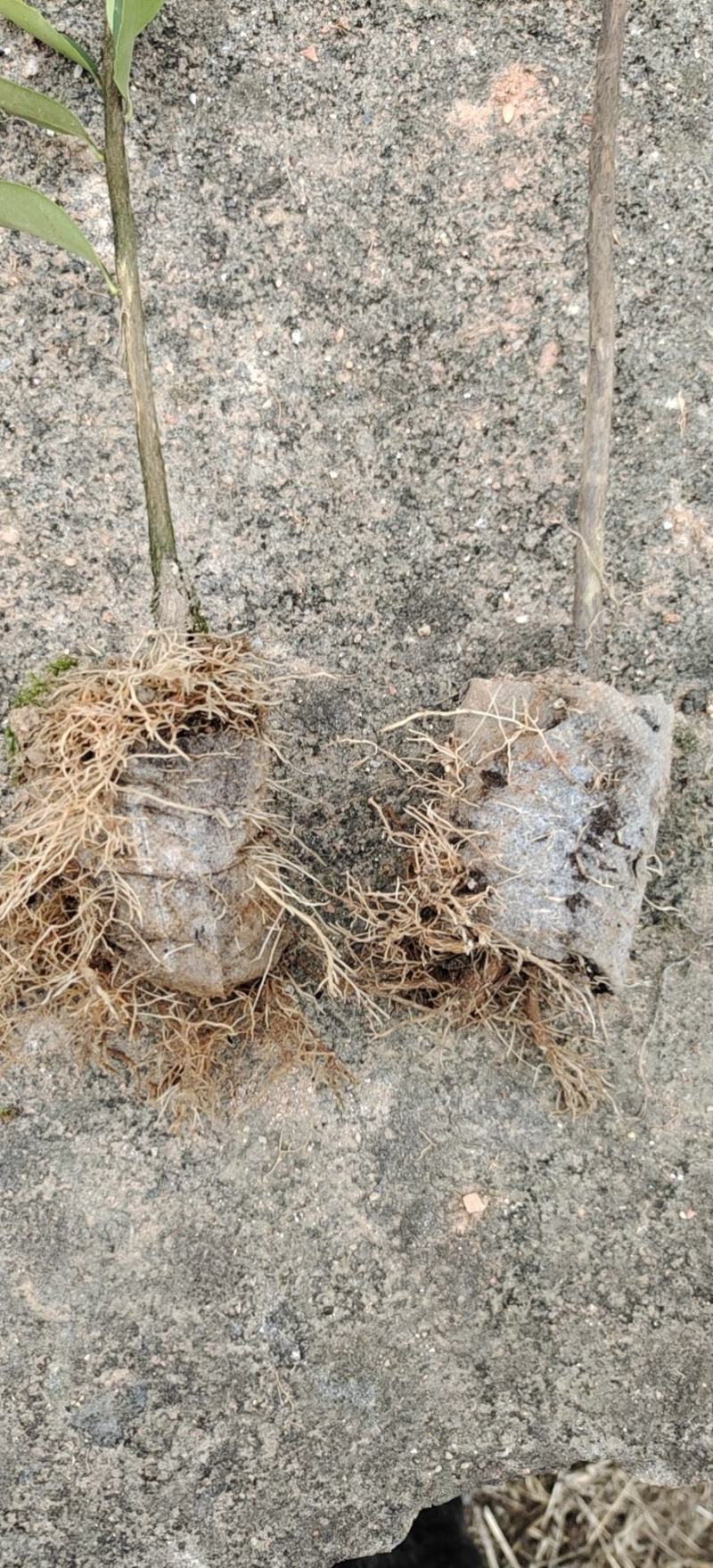 高产油茶苗