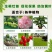 流体硼叶面肥硼肥水溶保花保果糖醇螯合硼微量