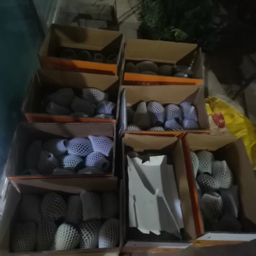 需要芒果的给我联系