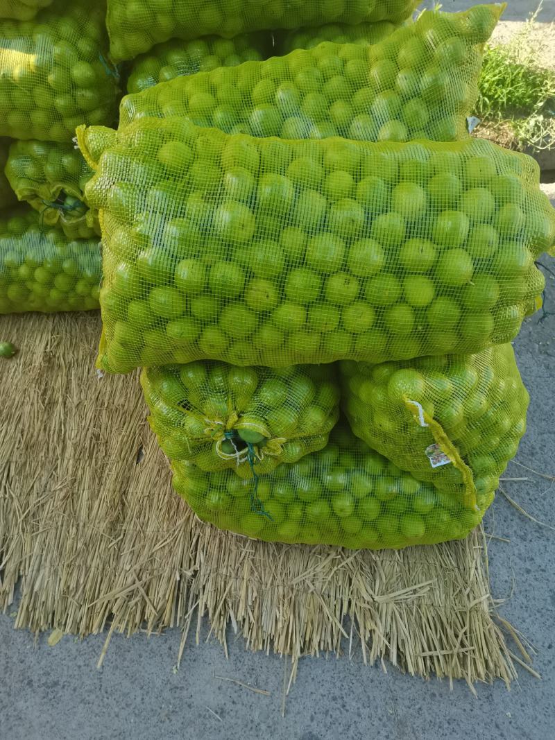 山西青皮核桃，特大风，168，中林五号品质保证不走快递