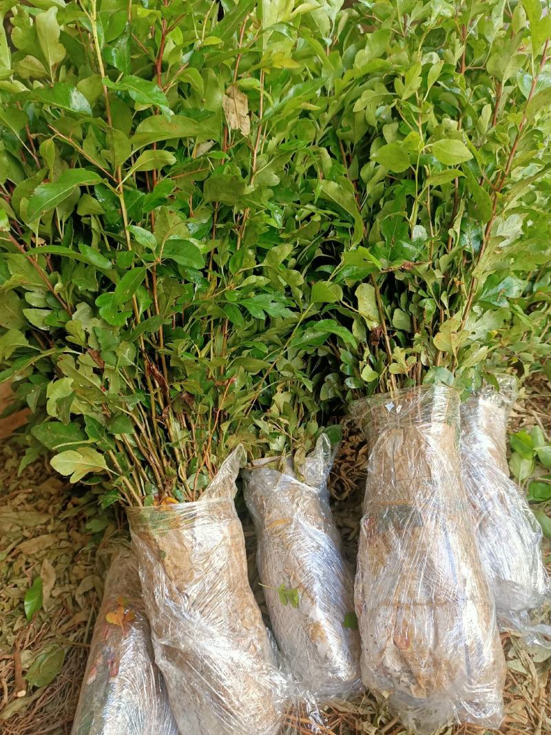 供应棠梨苗鸟梨苗棠梨苗实生苗包邮