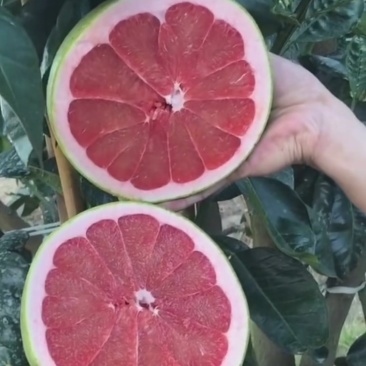 泰国红宝石柚，正宗品种泰柚。种植次年结果。