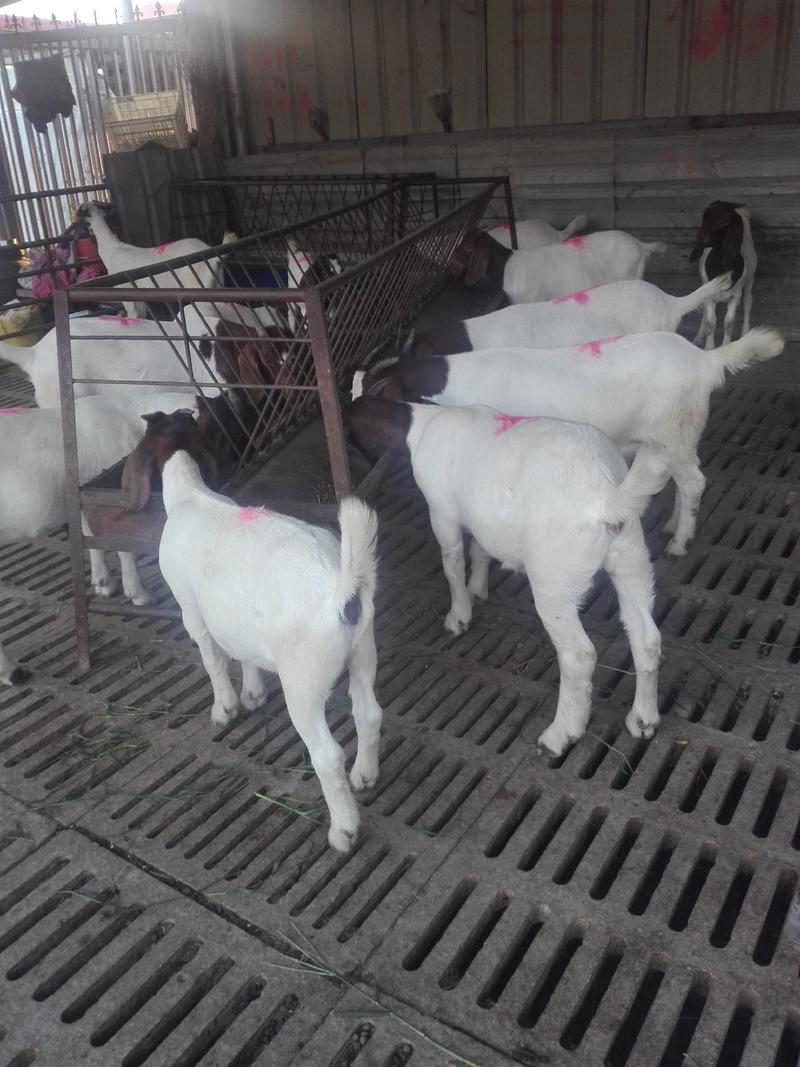羊羔，波尔山羊种羊，怀孕羊，包送货，教养殖技术