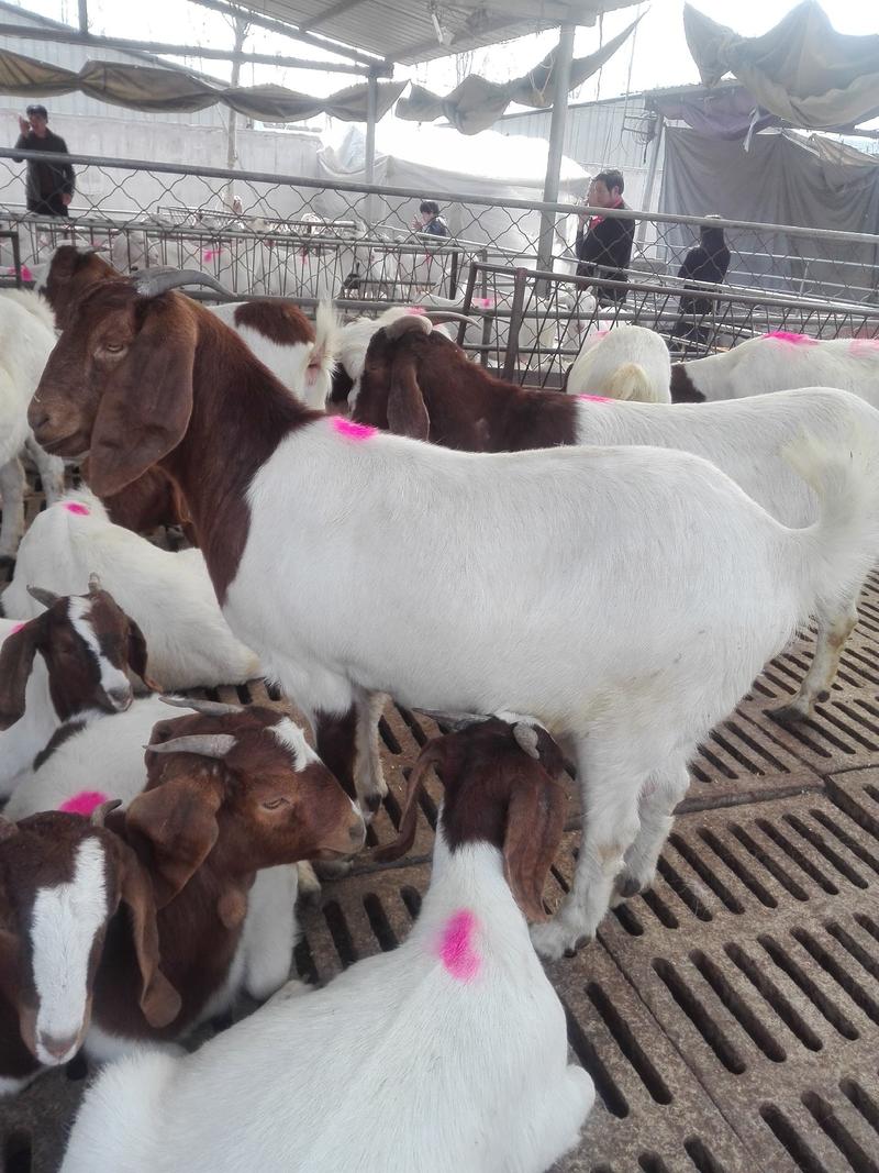 羊羔，波尔山羊种羊，怀孕羊，包送货，教养殖技术