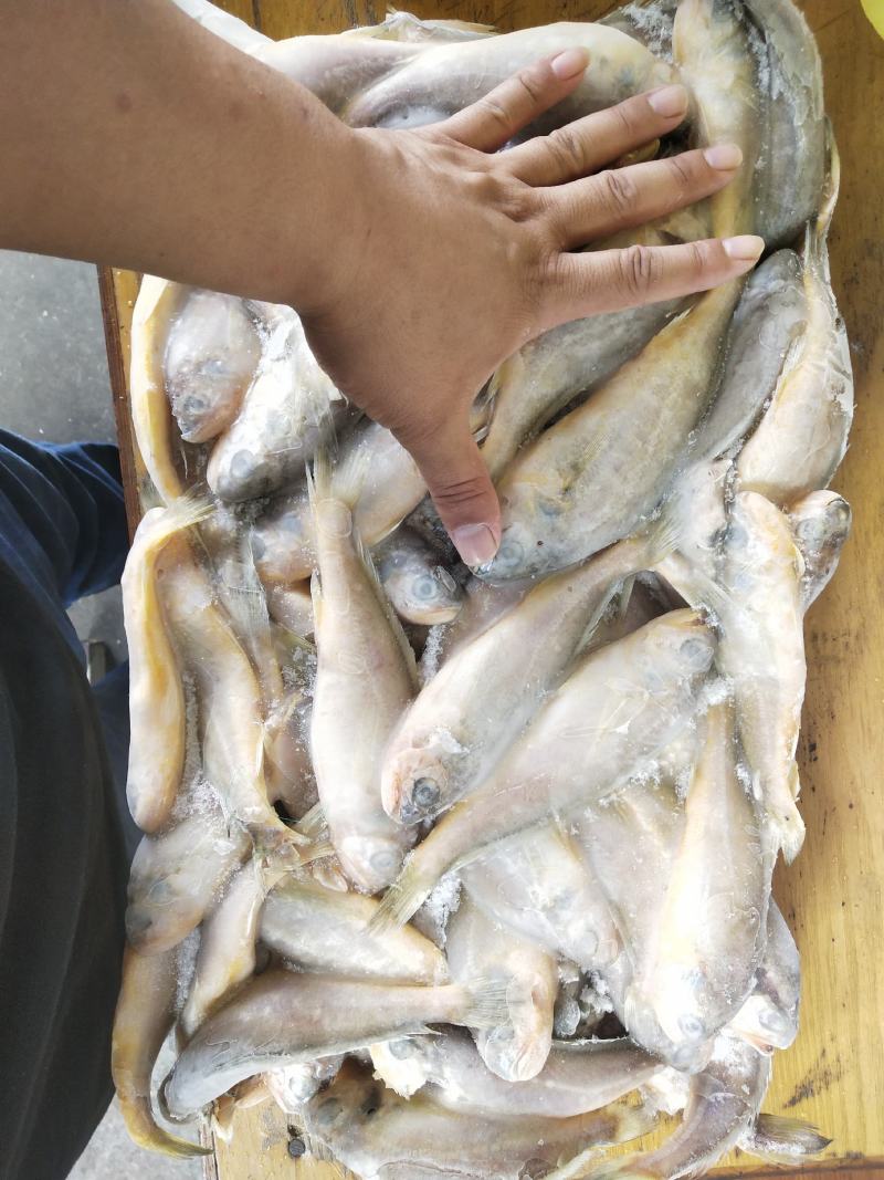 鲳鱼，花鱼，各种经济鱼，价格实惠，商超优选