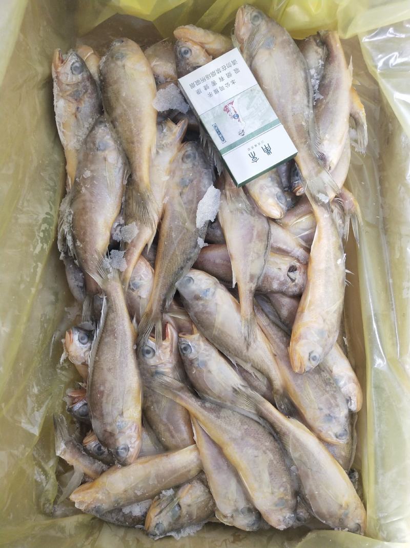 鲳鱼，花鱼，各种经济鱼，价格实惠，商超优选