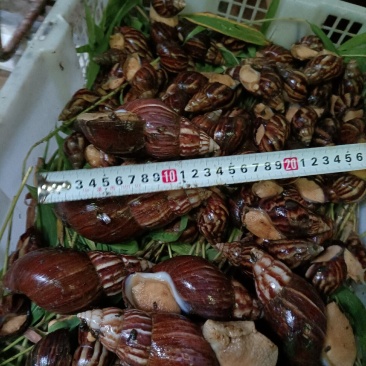 大号白玉蜗牛