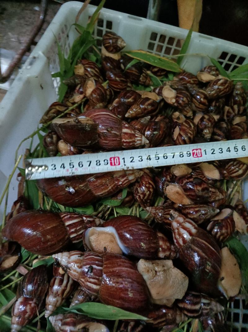 大号白玉蜗牛