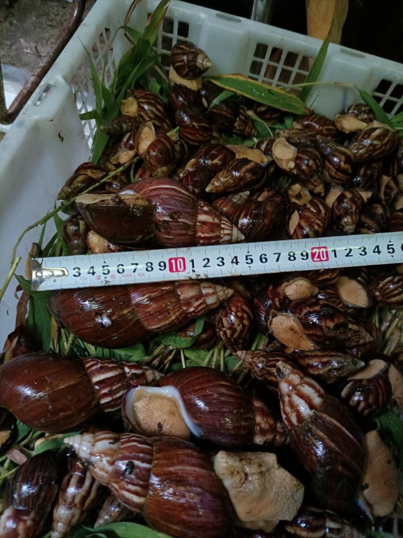 大号白玉蜗牛