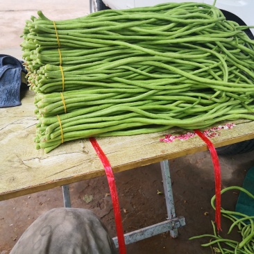 洛阳，长豆角，15亩