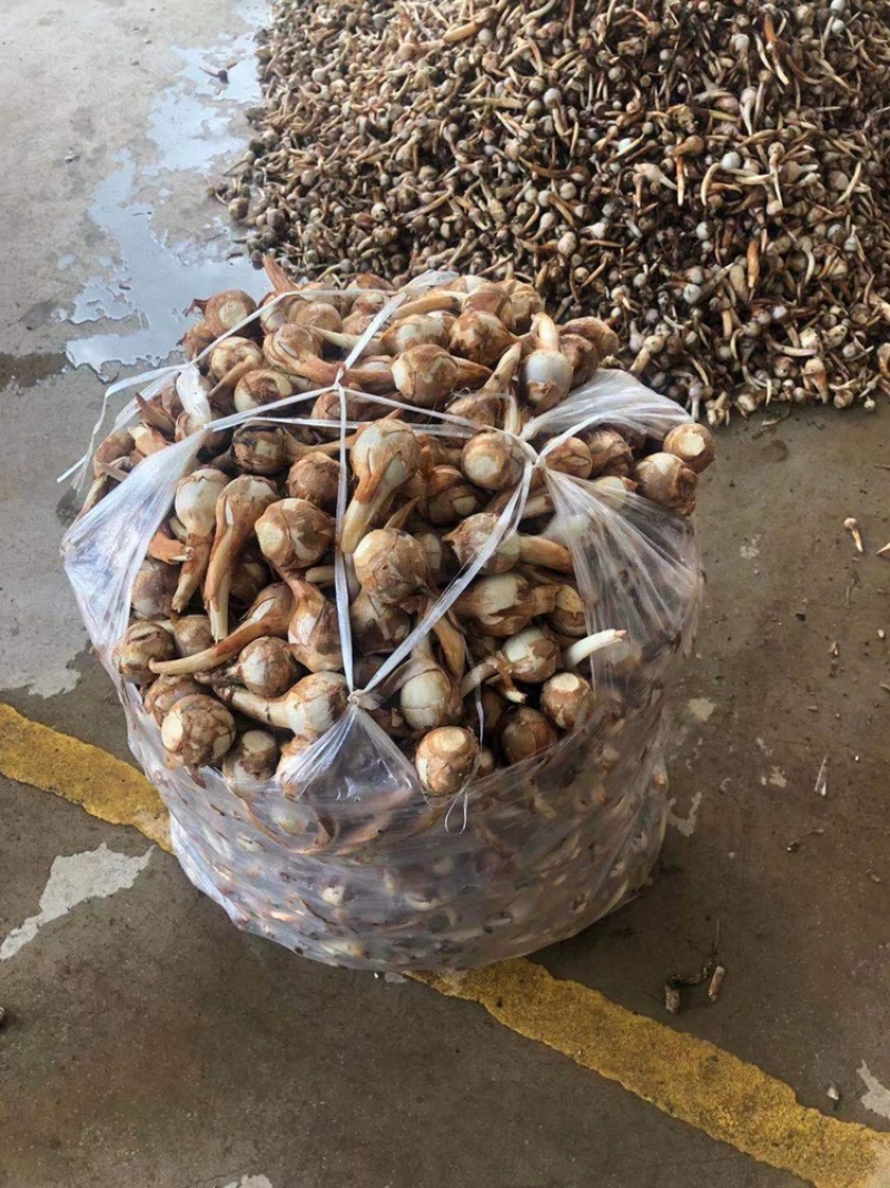 茨菇
