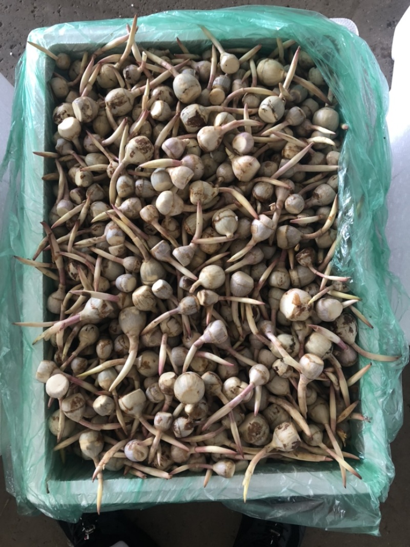 茨菇