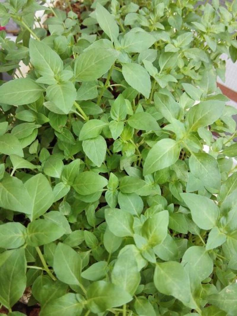 大叶荆芥种子四季播荆菜种籽中药种子香草种子美味凉菜