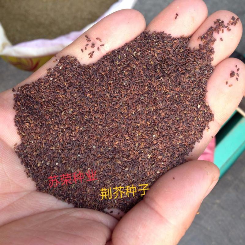 大叶荆芥种子四季播荆菜种籽中药种子香草种子美味凉菜
