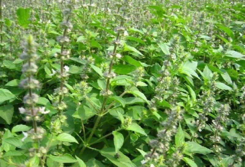 大叶荆芥种子四季播荆菜种籽中药种子香草种子美味凉菜