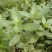 大叶荆芥种子四季播荆菜种籽中药种子香草种子美味凉菜