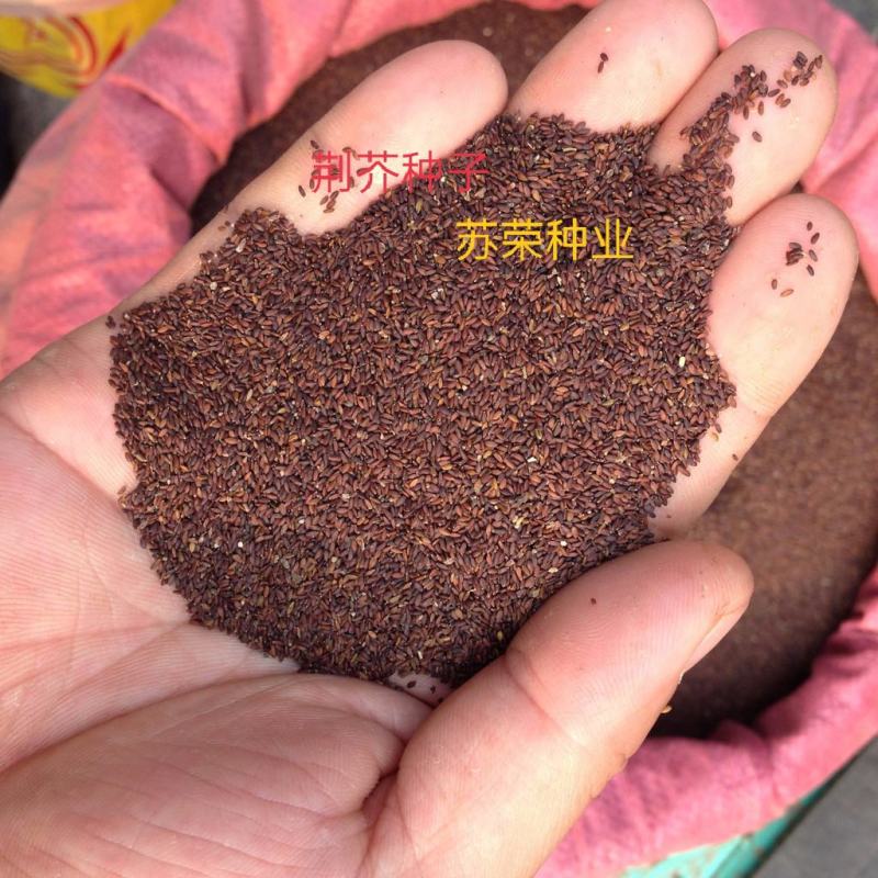大叶荆芥种子四季播荆菜种籽中药种子香草种子美味凉菜