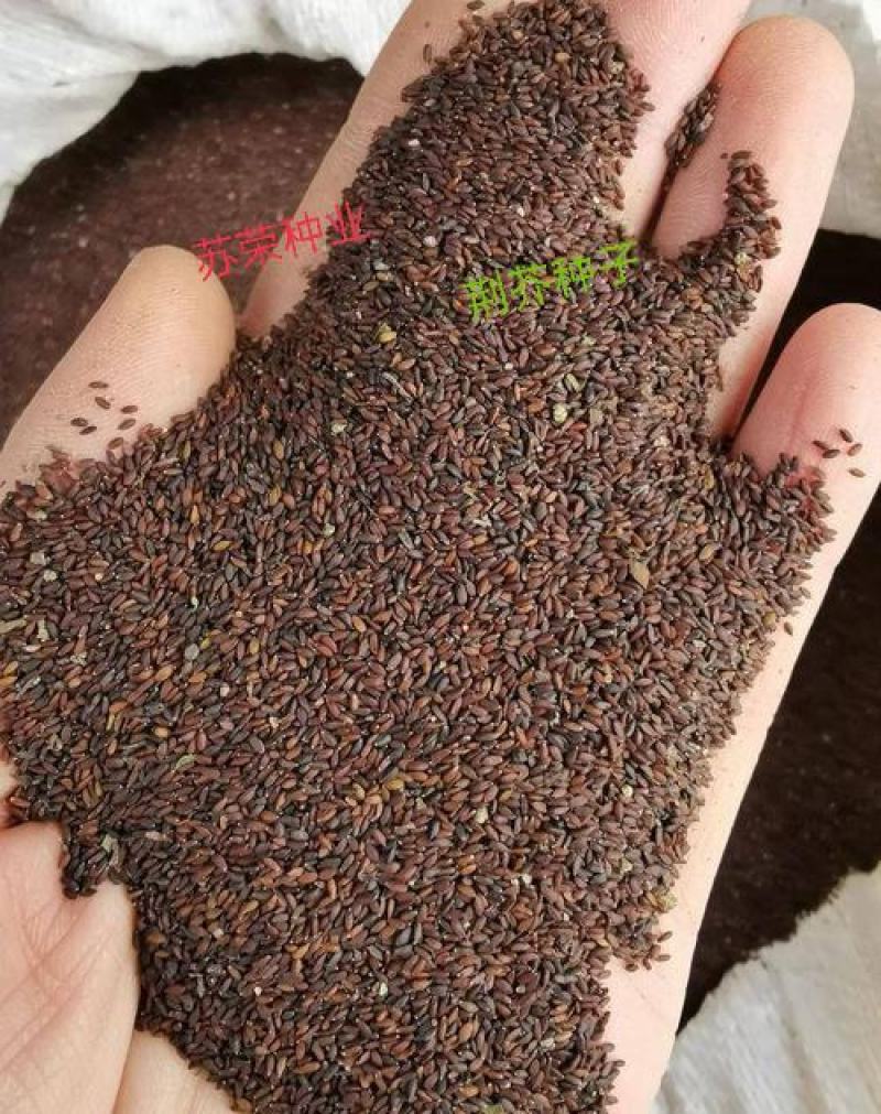 大叶荆芥种子四季播荆菜种籽中药种子香草种子美味凉菜