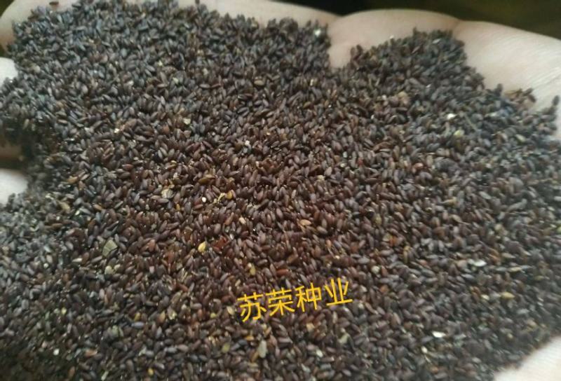 大叶荆芥种子四季播荆菜种籽中药种子香草种子美味凉菜