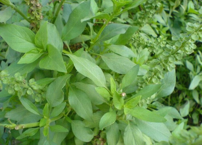 大叶荆芥种子四季播荆菜种籽中药种子香草种子美味凉菜