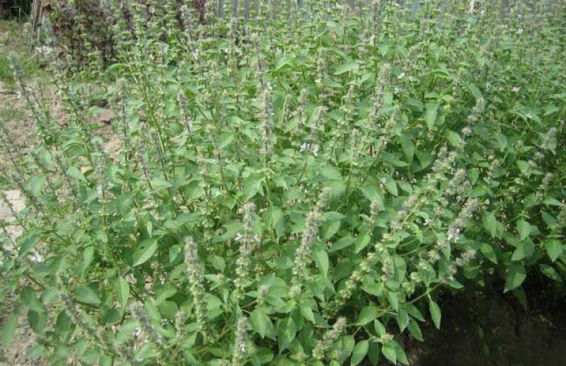 大叶荆芥种子四季播荆菜种籽中药种子香草种子美味凉菜
