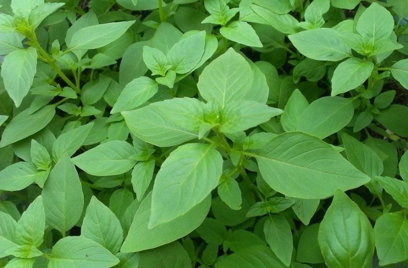 大叶荆芥种子四季播荆菜种籽中药种子香草种子美味凉菜