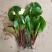 睡莲苗盆栽池塘水养荷花四季水培植物莲花根块室内好养耐寒