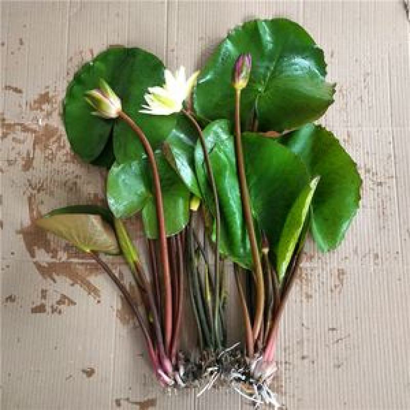 睡莲苗盆栽池塘水养荷花四季水培植物莲花根块室内好养耐寒