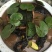 睡莲苗盆栽池塘水养荷花四季水培植物莲花根块室内好养耐寒