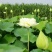 睡莲苗盆栽池塘水养荷花四季水培植物莲花根块室内好养耐寒