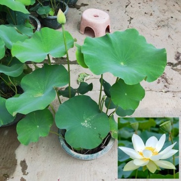 睡莲苗盆栽池塘水养荷花四季水培植物莲花根块室内好养耐寒