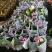 睡莲苗盆栽池塘水养荷花四季水培植物莲花根块室内好养耐寒