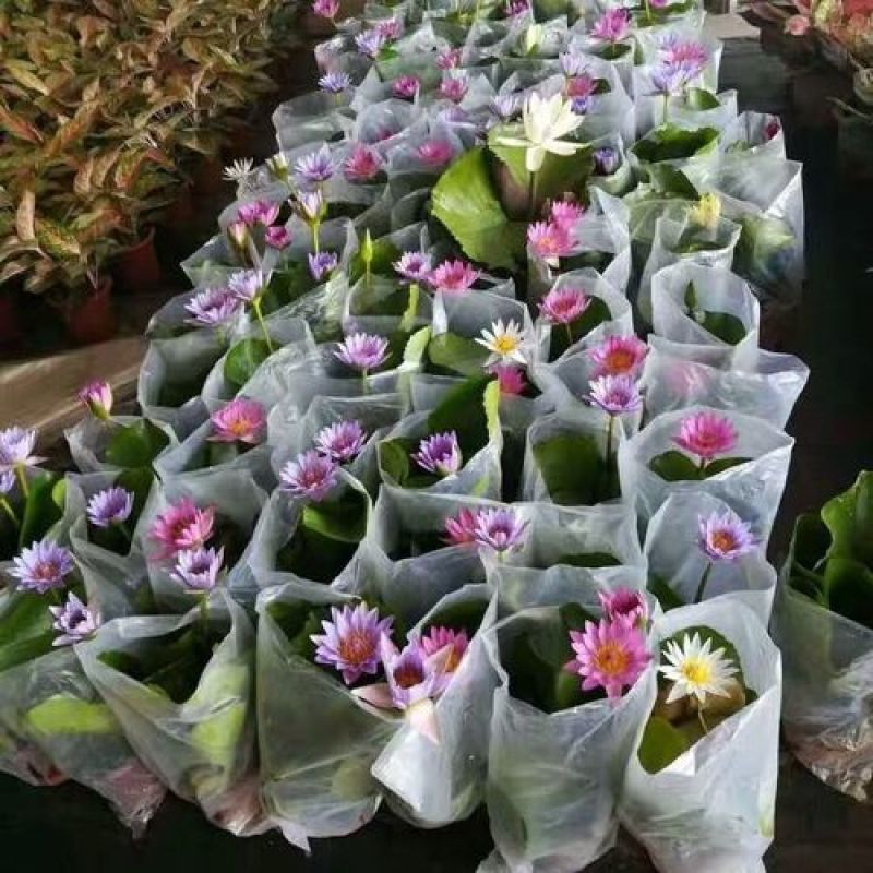 睡莲苗盆栽池塘水养荷花四季水培植物莲花根块室内好养耐寒