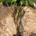 睡莲苗盆栽池塘水养荷花四季水培植物莲花根块室内好养耐寒