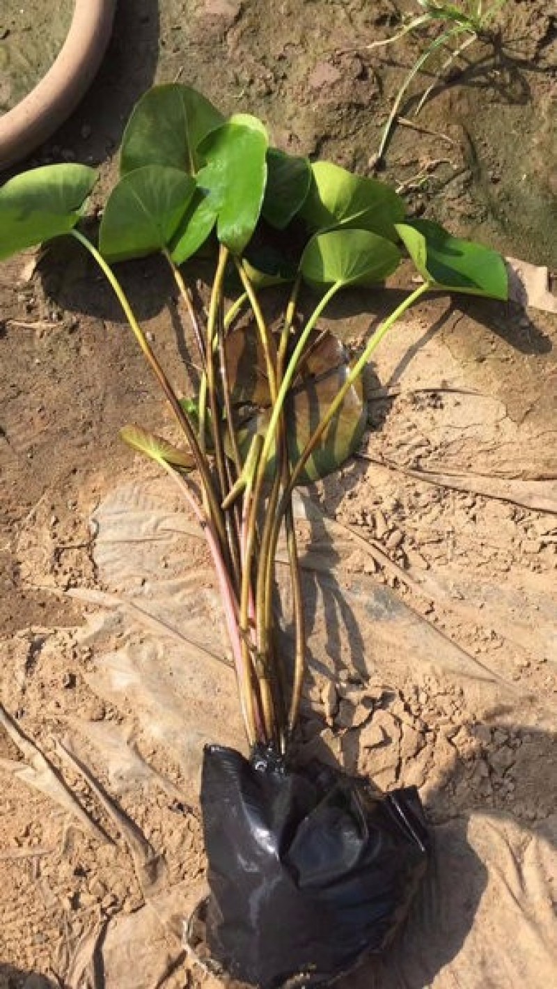 睡莲苗盆栽池塘水养荷花四季水培植物莲花根块室内好养耐寒