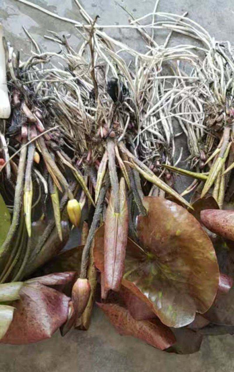 睡莲苗盆栽池塘水养荷花四季水培植物莲花根块室内好养耐寒
