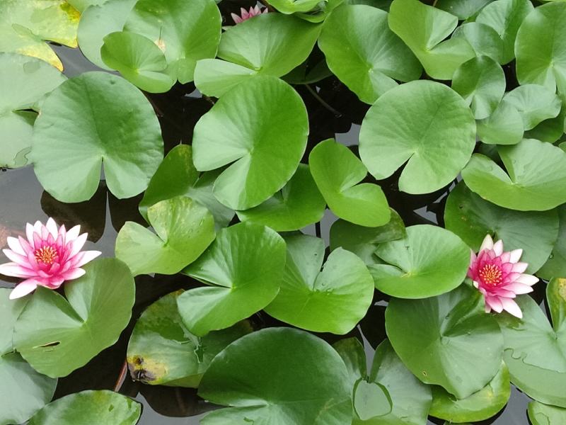 睡莲苗盆栽池塘水养荷花四季水培植物莲花根块室内好养耐寒