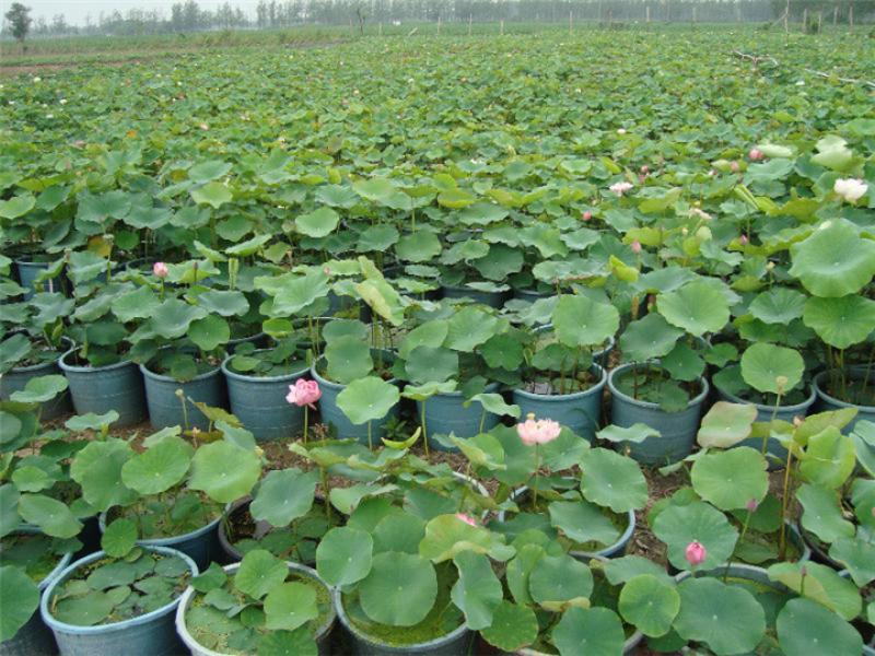 睡莲苗盆栽池塘水养荷花四季水培植物莲花根块室内好养耐寒