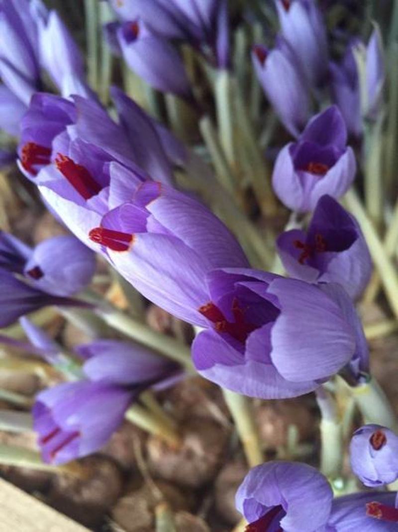 藏红花种球种子种植苗番红花花卉冬季西红花苗球根盆栽中药材