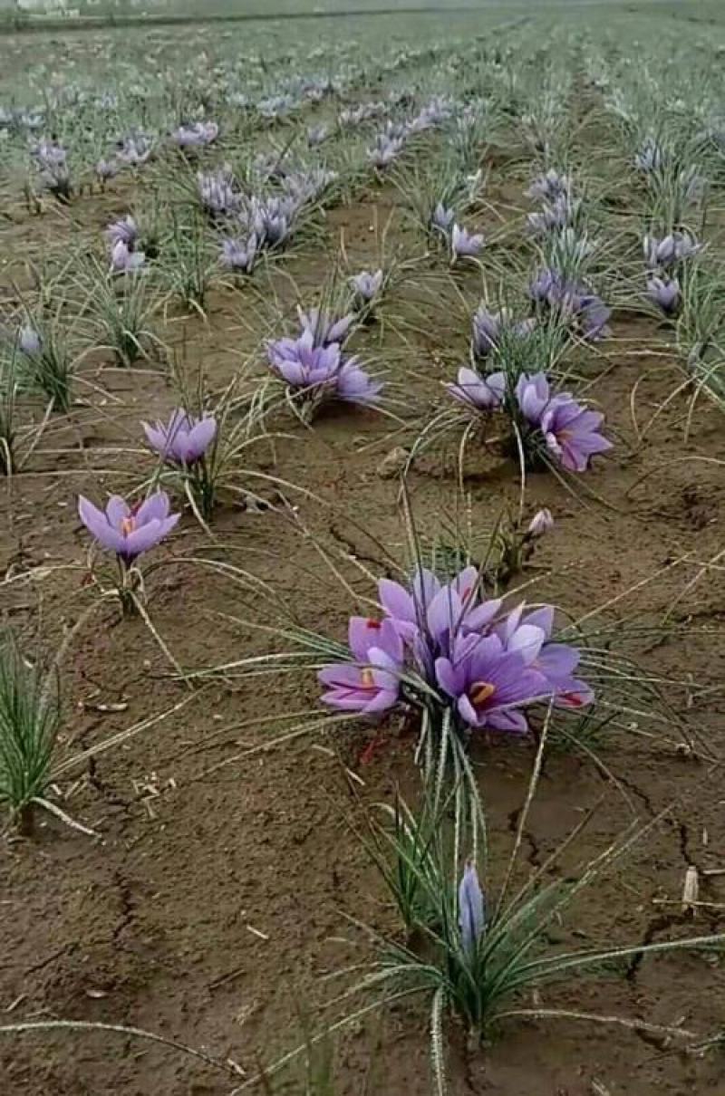 藏红花种球种子种植苗番红花花卉冬季西红花苗球根盆栽中药材