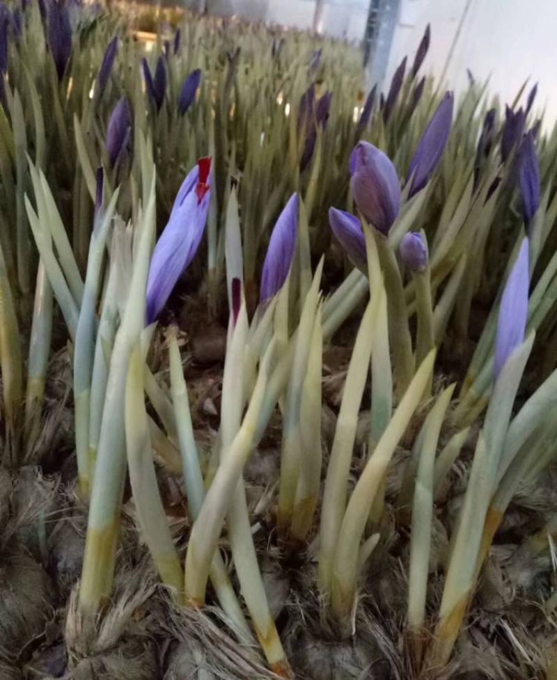藏红花种球种子种植苗番红花花卉冬季西红花苗球根盆栽中药材