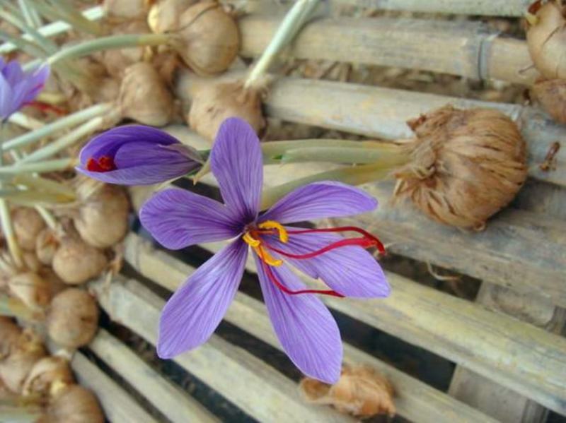 藏红花种球种子种植苗番红花花卉冬季西红花苗球根盆栽中药材