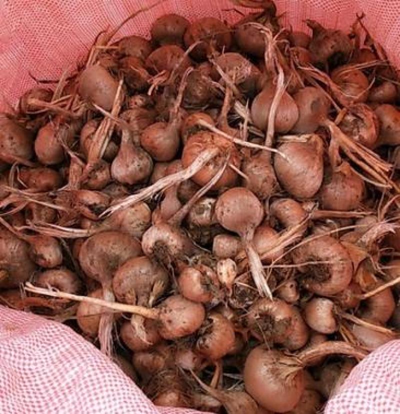藏红花种球种子种植苗番红花花卉冬季西红花苗球根盆栽中药材