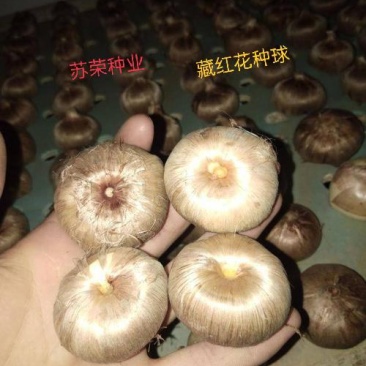 藏红花种球种子种植苗番红花花卉冬季西红花苗球根盆栽中药材