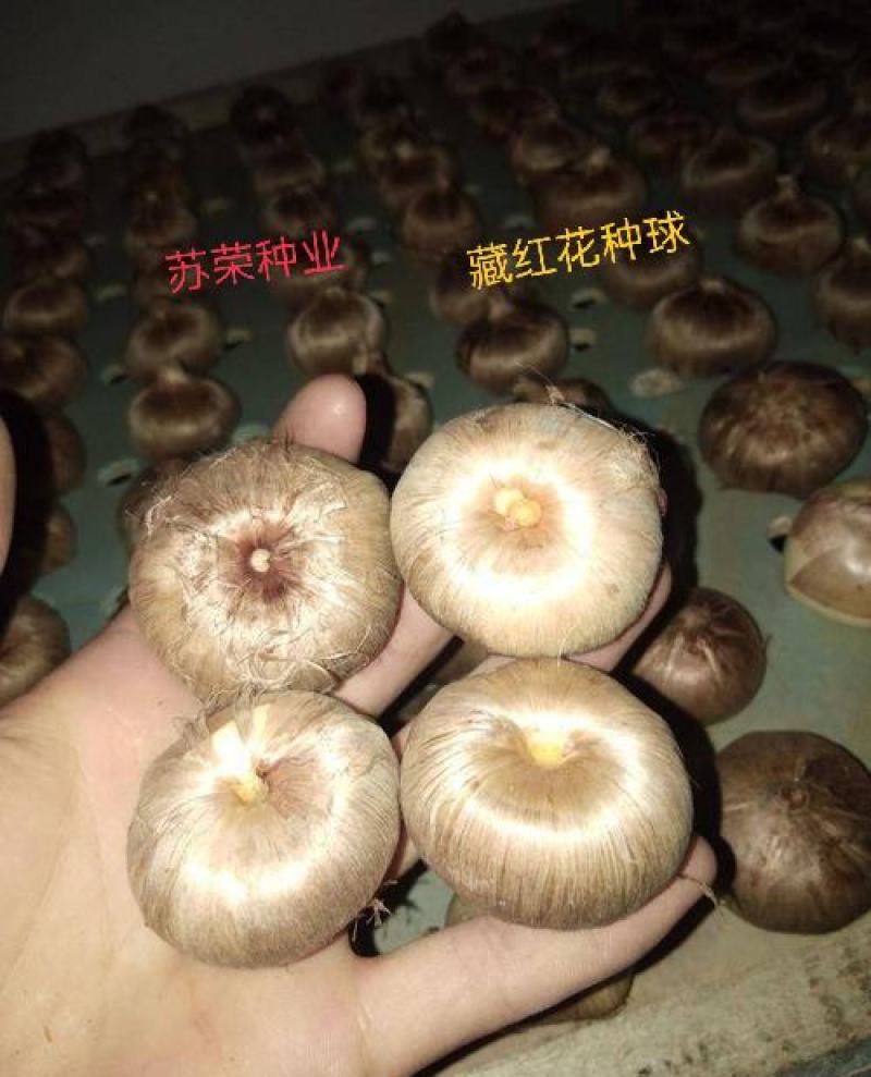 藏红花种球种子种植苗番红花花卉冬季西红花苗球根盆栽中药材