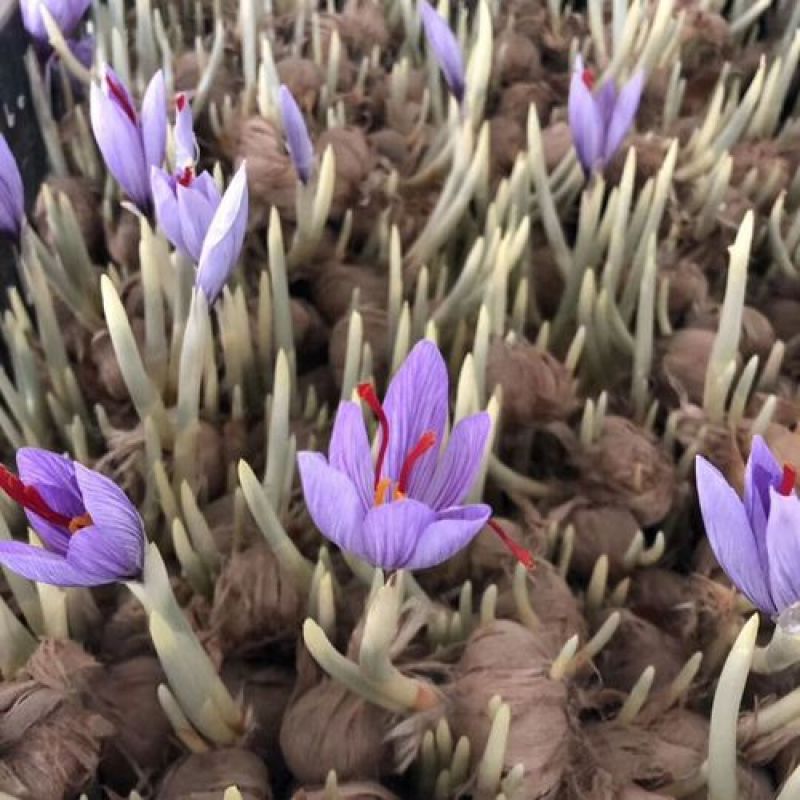 藏红花种球种子种植苗番红花花卉冬季西红花苗球根盆栽中药材