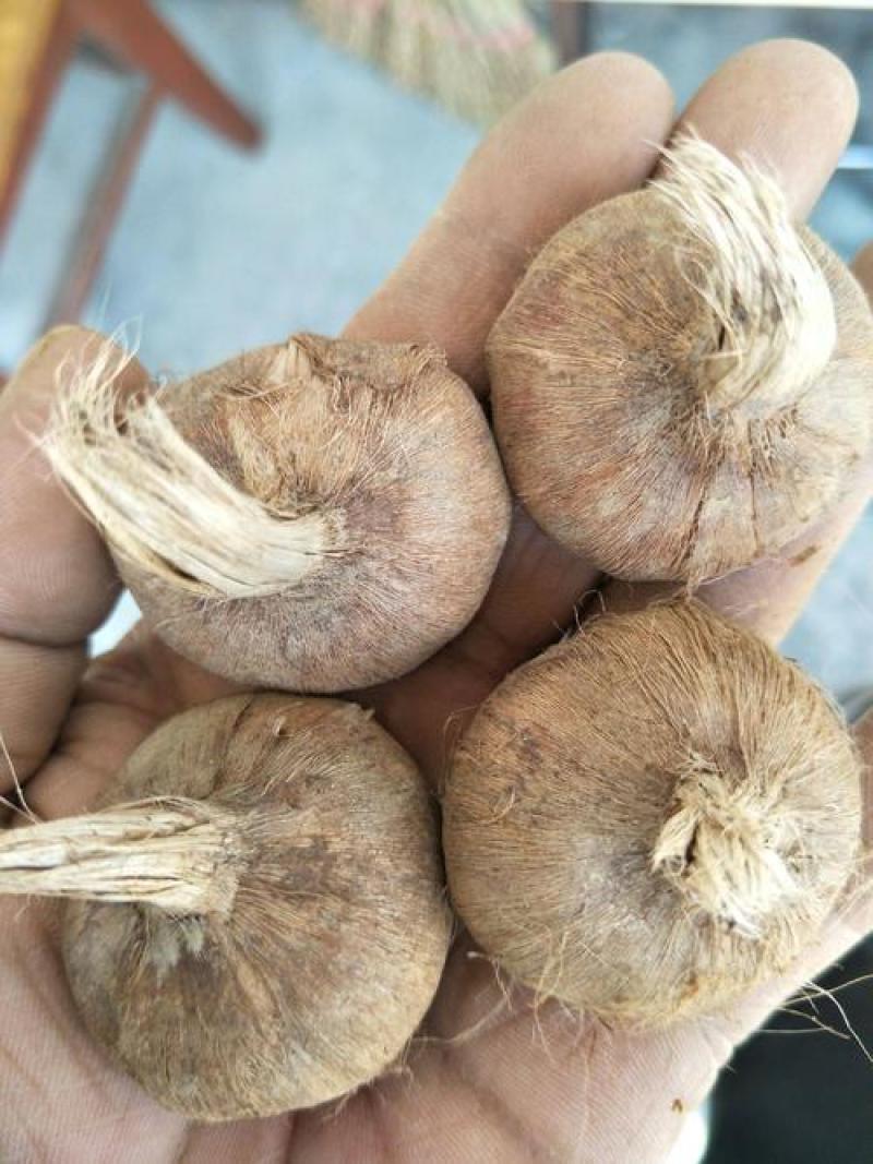 藏红花种球种子种植苗番红花花卉冬季西红花苗球根盆栽中药材