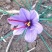 藏红花种球种子种植苗番红花花卉冬季西红花苗球根盆栽中药材