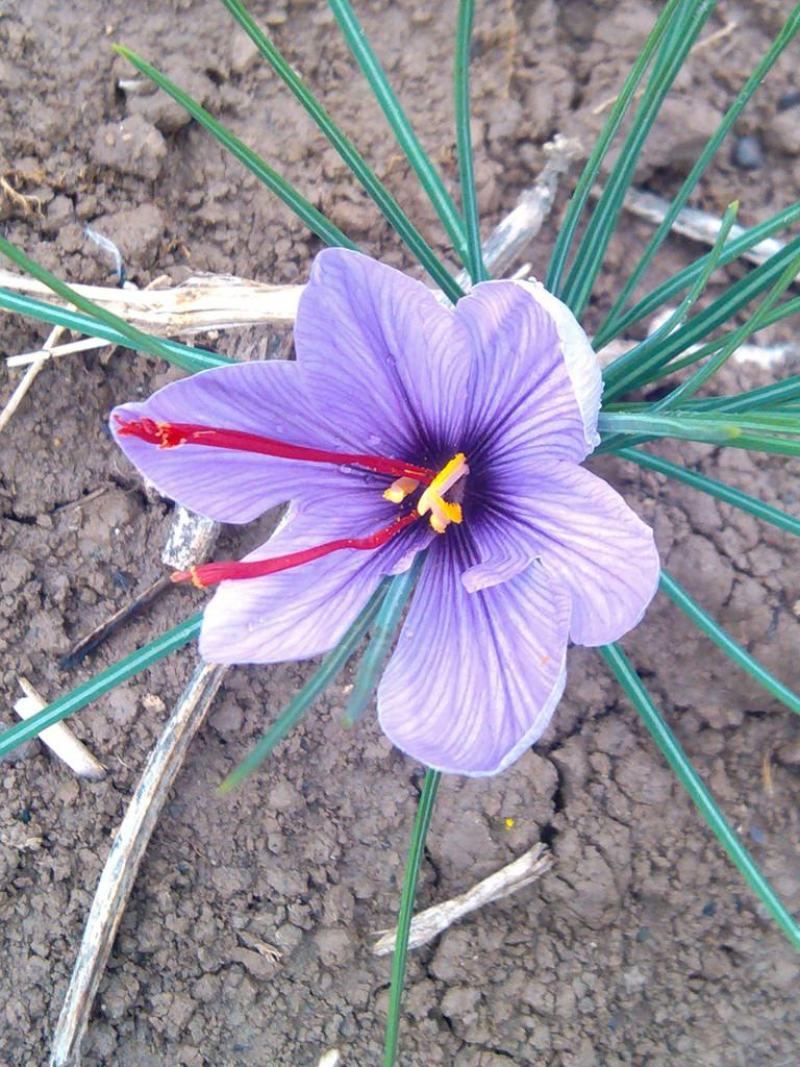 藏红花种球种子种植苗番红花花卉冬季西红花苗球根盆栽中药材